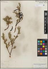 Foto von Salix lemmonii Bebb